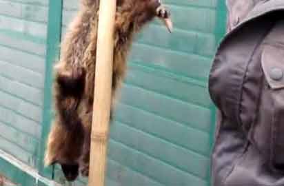 野生動(dòng)物被殘忍倒掛叫賣(mài)