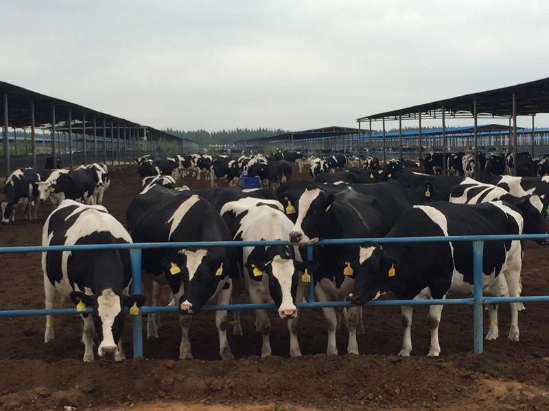 ���w��ɳĮ�ｨ�O(sh��)����ţ��(ch��ng)��