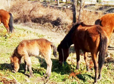 �tɫ���� ��������