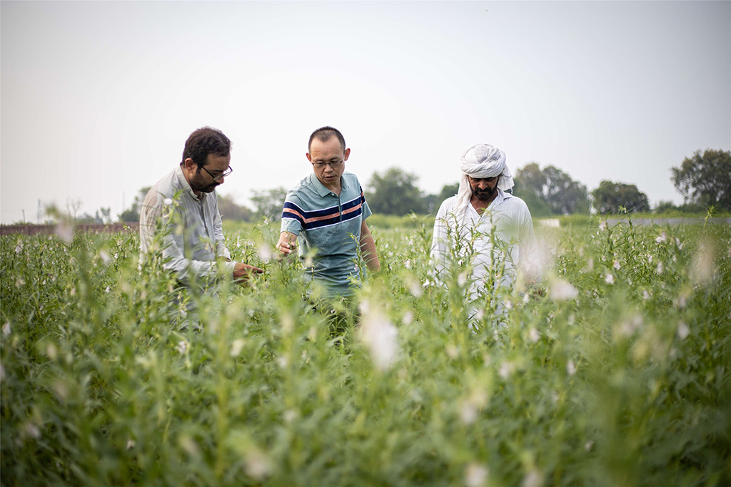 中巴經(jīng)濟(jì)走廊農(nóng)業(yè)合作中心芝麻種植園（拉合爾）。（人民網(wǎng)記者 薛丹攝）