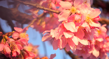 雲南宜良:荒山變花海 櫻花爛漫春意濃
