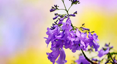 雲(yún)南巧家藍(lán)花楹織就紫色夢(mèng)境