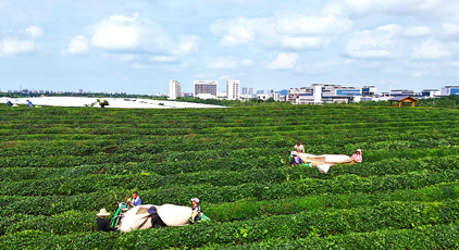 江西贛江新區(qū)：機(jī)采夏茶忙