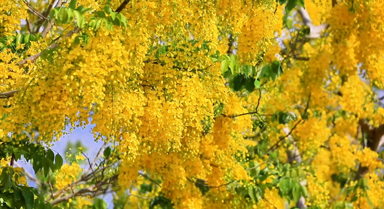 一路金黃一城夏 云南孟連臘腸花盛開(kāi)